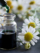 chamomile_essential_oil