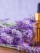 lavandula_oil